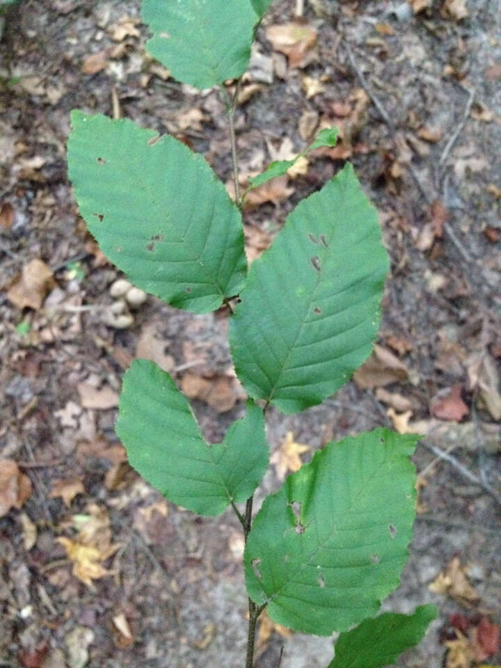 Слика од Carpinus caroliniana Walter