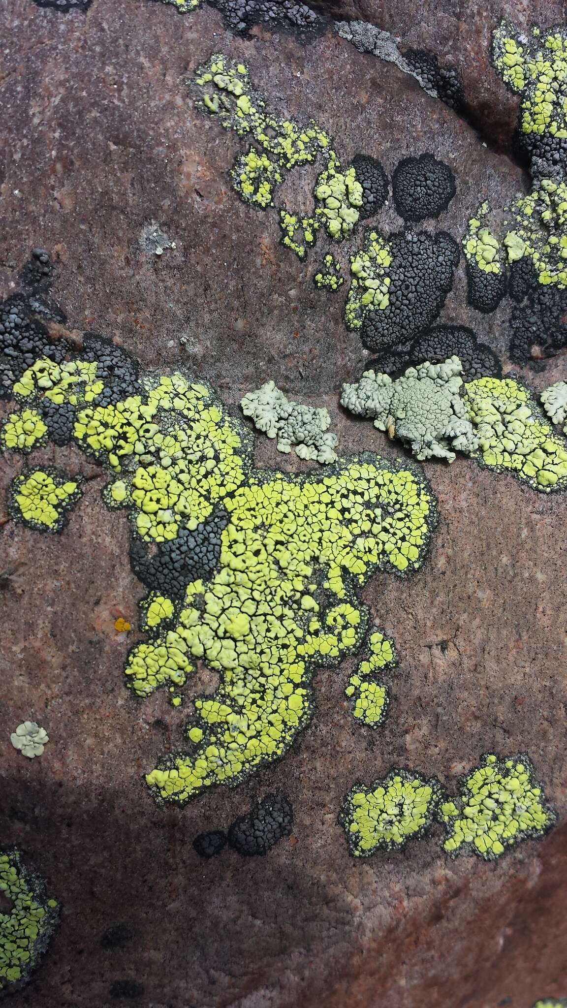 Image of Yellow map lichen;   World map lichen