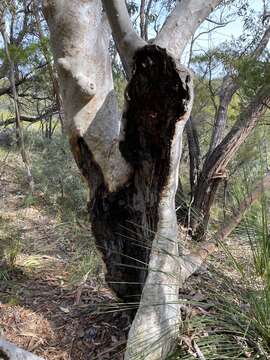 Eucalyptus haemastoma Sm. resmi