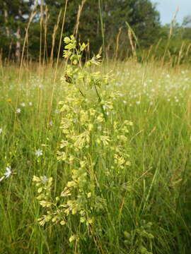 Image of Thalictrum simplex subsp. galioides (DC.) Korz.