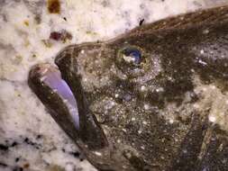 Image of Gulf Flounder