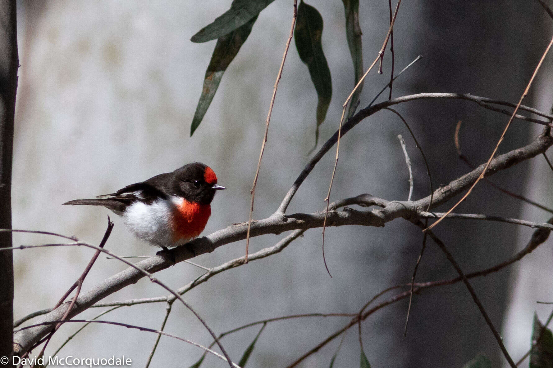 Image of Red-capped Robin