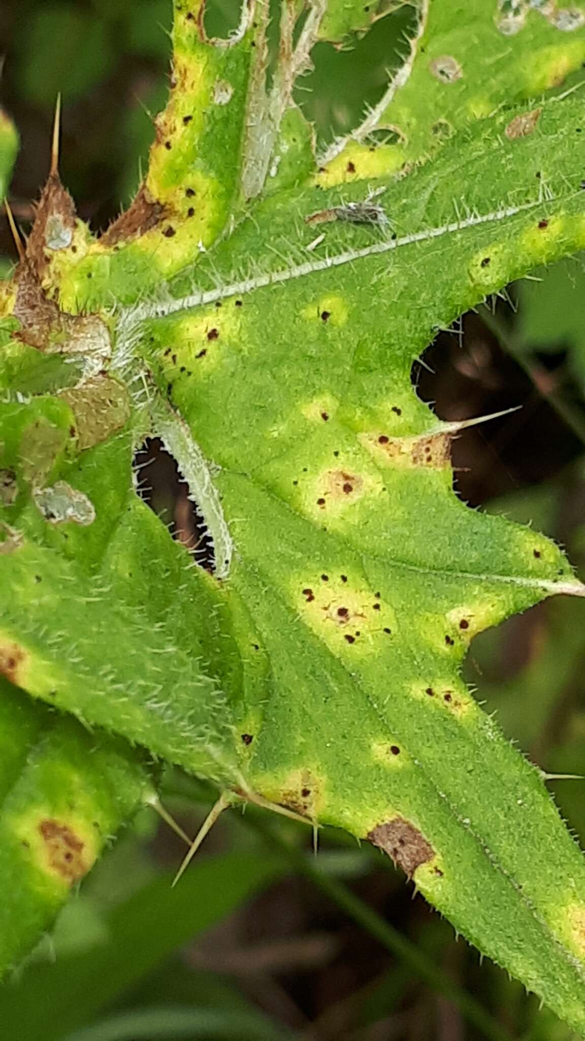 Imagem de Puccinia cnici H. Mart. 1817