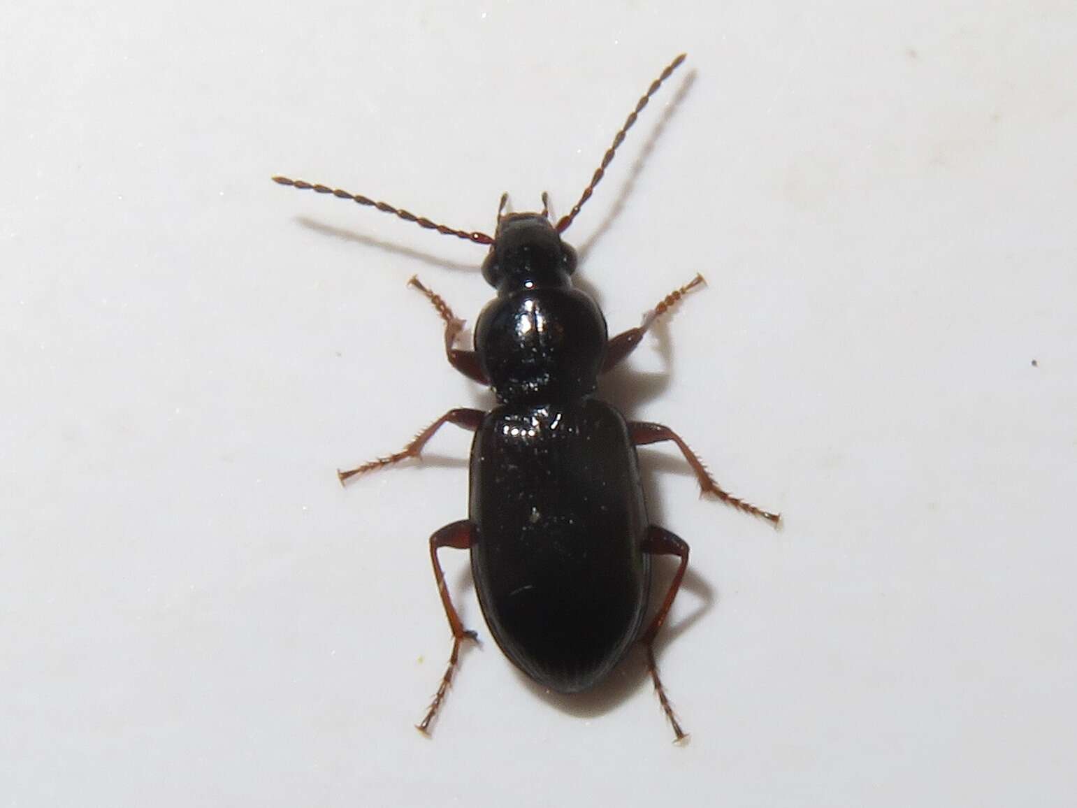 Image de Pterostichus (Phonias) diligens (Sturm 1824)