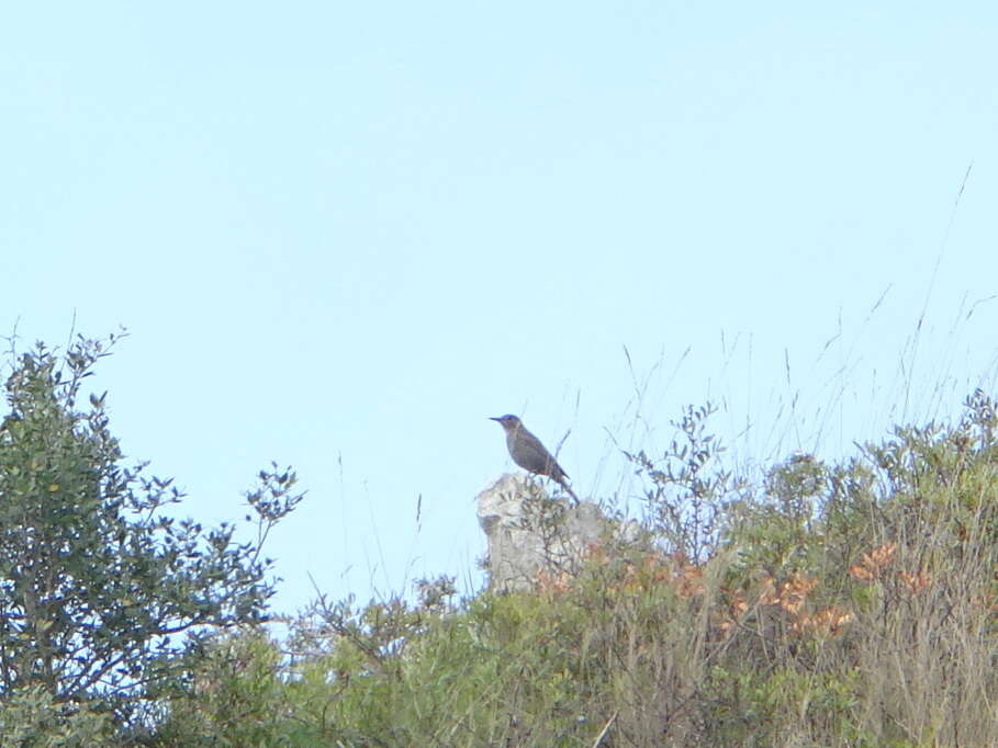 Image of Blue Rock Thrush