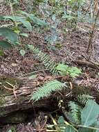 Image of Forest Spleenwort