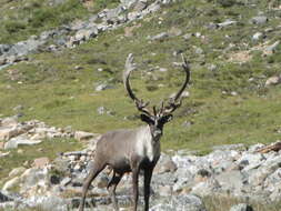 Image of Southern Mountain Caribou DPS