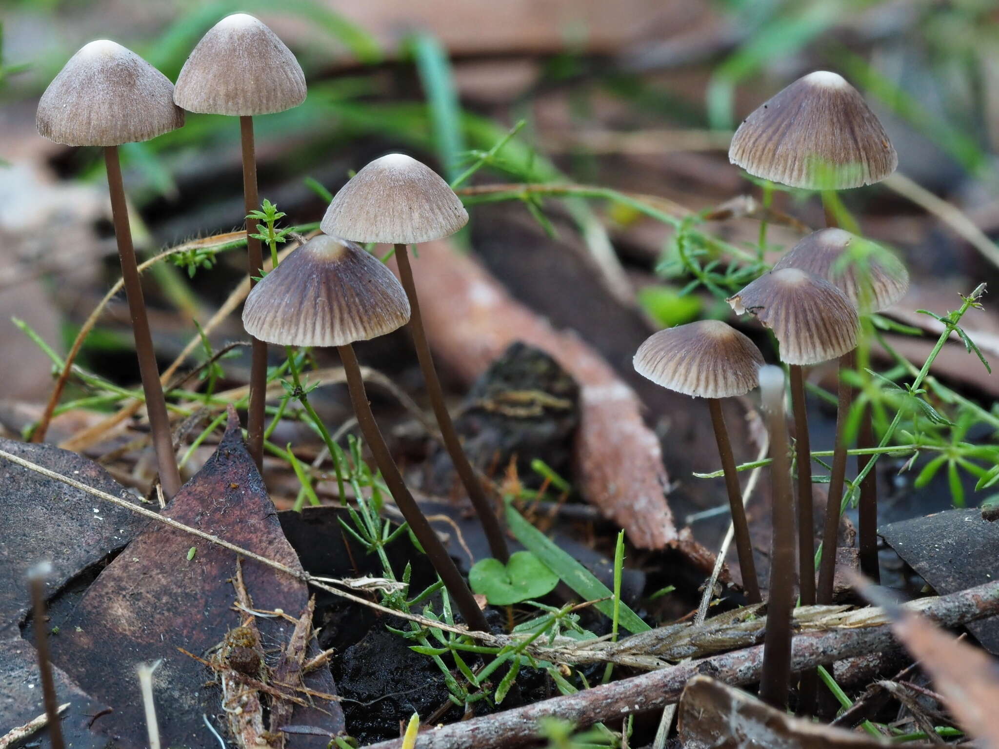 Sivun Mycena albidofusca Cleland 1933 kuva