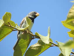 Image of Parrot-billed Seedeater