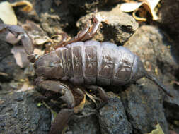 Image of Flat rock scorpion