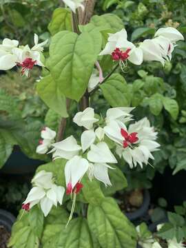 Слика од Clerodendrum thomsoniae Balf. fil.