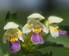 Image of Edmonton hempnettle