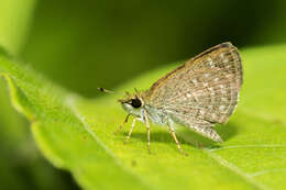 Image of Pygmy Scrub-hopper