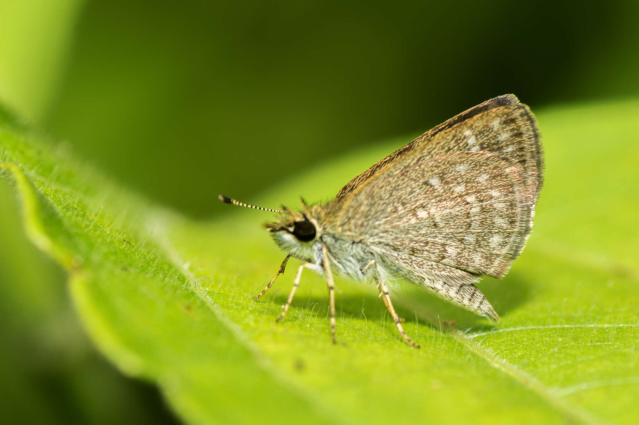 Слика од Aeromachus pygmaeus Fabricius 1775