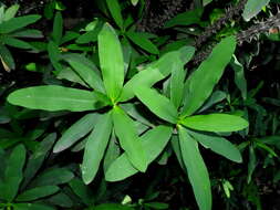 Image of Christ plant