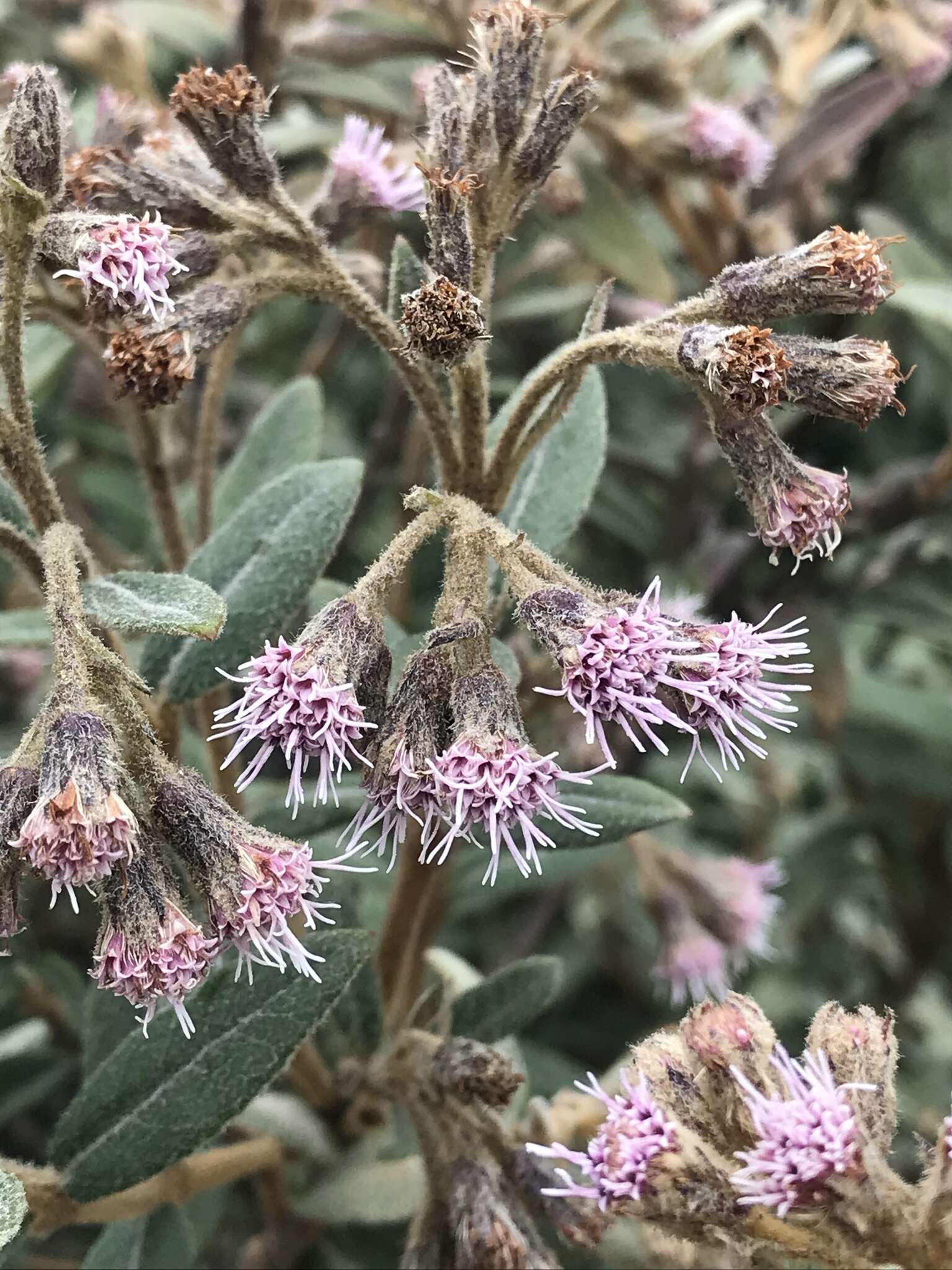 Image of Ageratina gynoxoides (Wedd.) R. King & H. Rob.