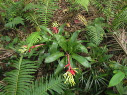 Image of Billbergia amoena (G. Lodd.) Lindl.