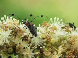 Image of Cosmisoma brullei (Mulsant 1862)