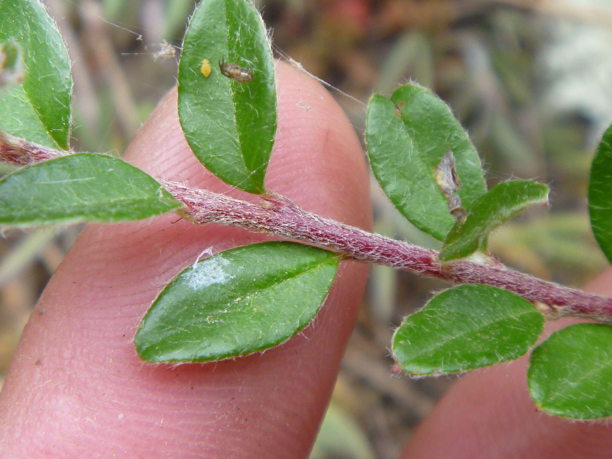 Image of Cotoneaster integrifolius (Roxb.) Klotz