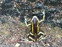 Image of Yellow-striped Poison Frog