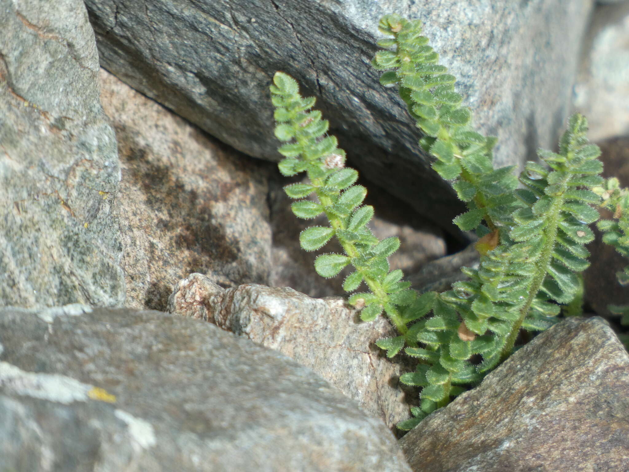 Image of Rocky Mountain Jacob's-ladder