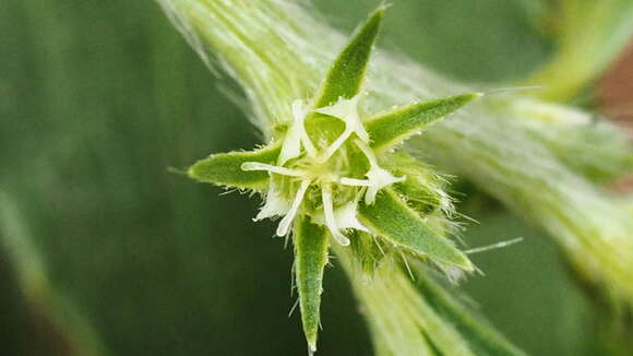 Image of California silverbush