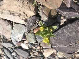 Image of golden desert-snapdragon