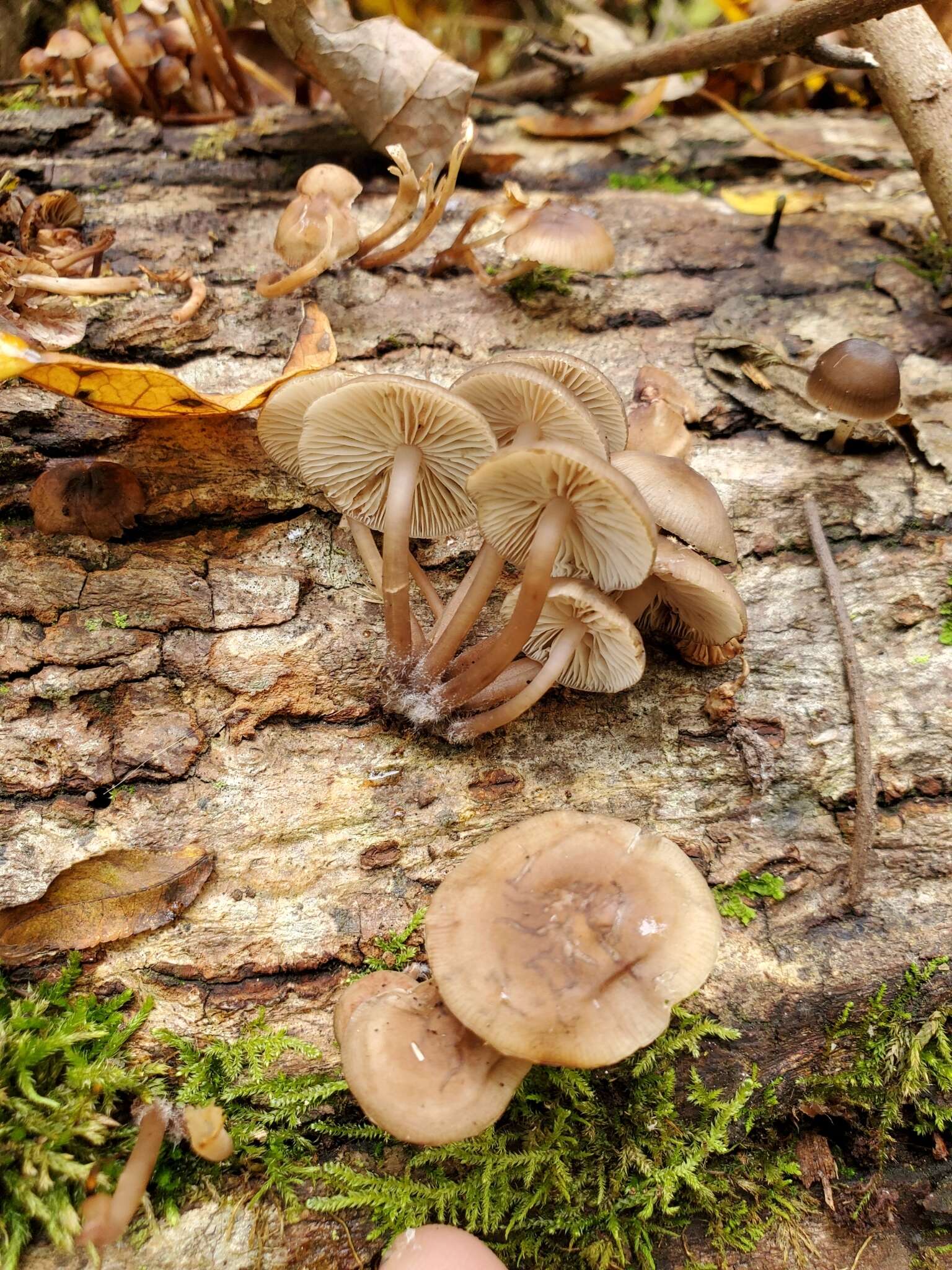 Image of Mycena semivestipes (Peck) A. H. Sm. 1947