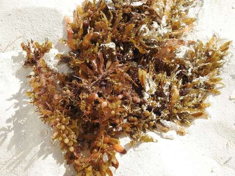 Image of Sargassum fluitans