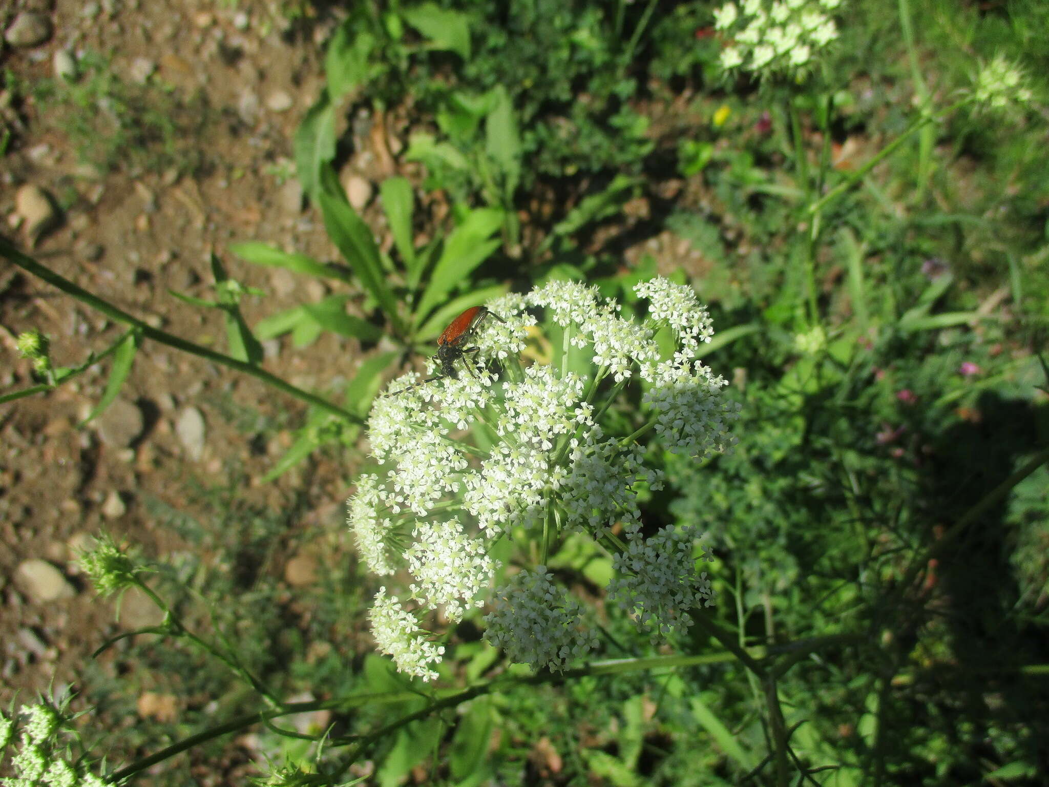 Image of Conioselinum longifolium Turcz.