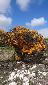 Plancia ëd Nuytsia floribunda (Labill.) R. Br.