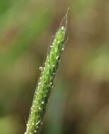 Image of Carolina foxtail