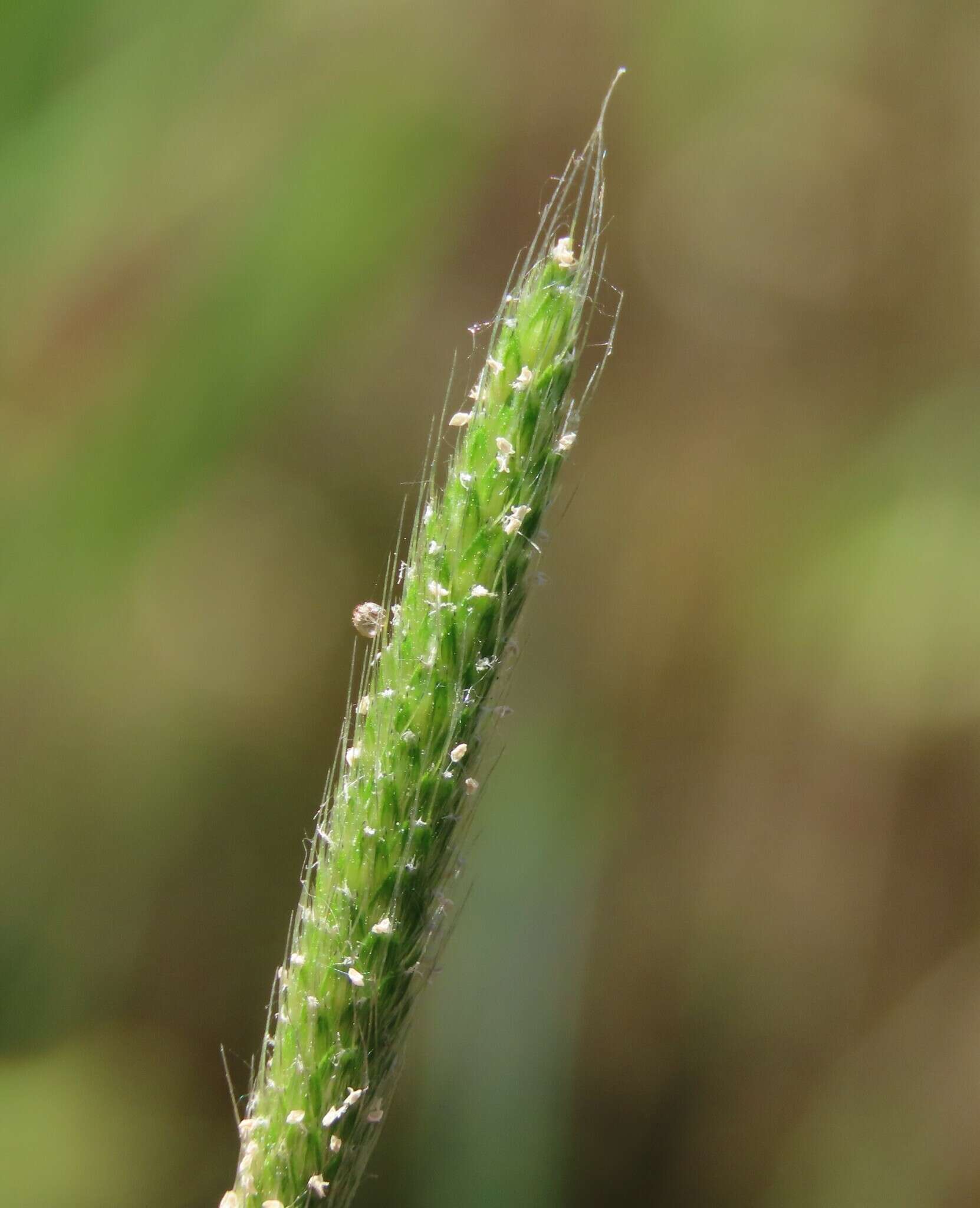 Image of Carolina foxtail