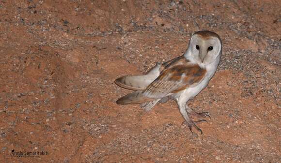 Image de Tyto alba erlangeri Sclater & WL 1921