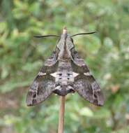 Image of Macroglossum errans