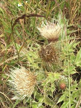 Sivun Cirsium quercetorum (A. Gray) Jepson kuva