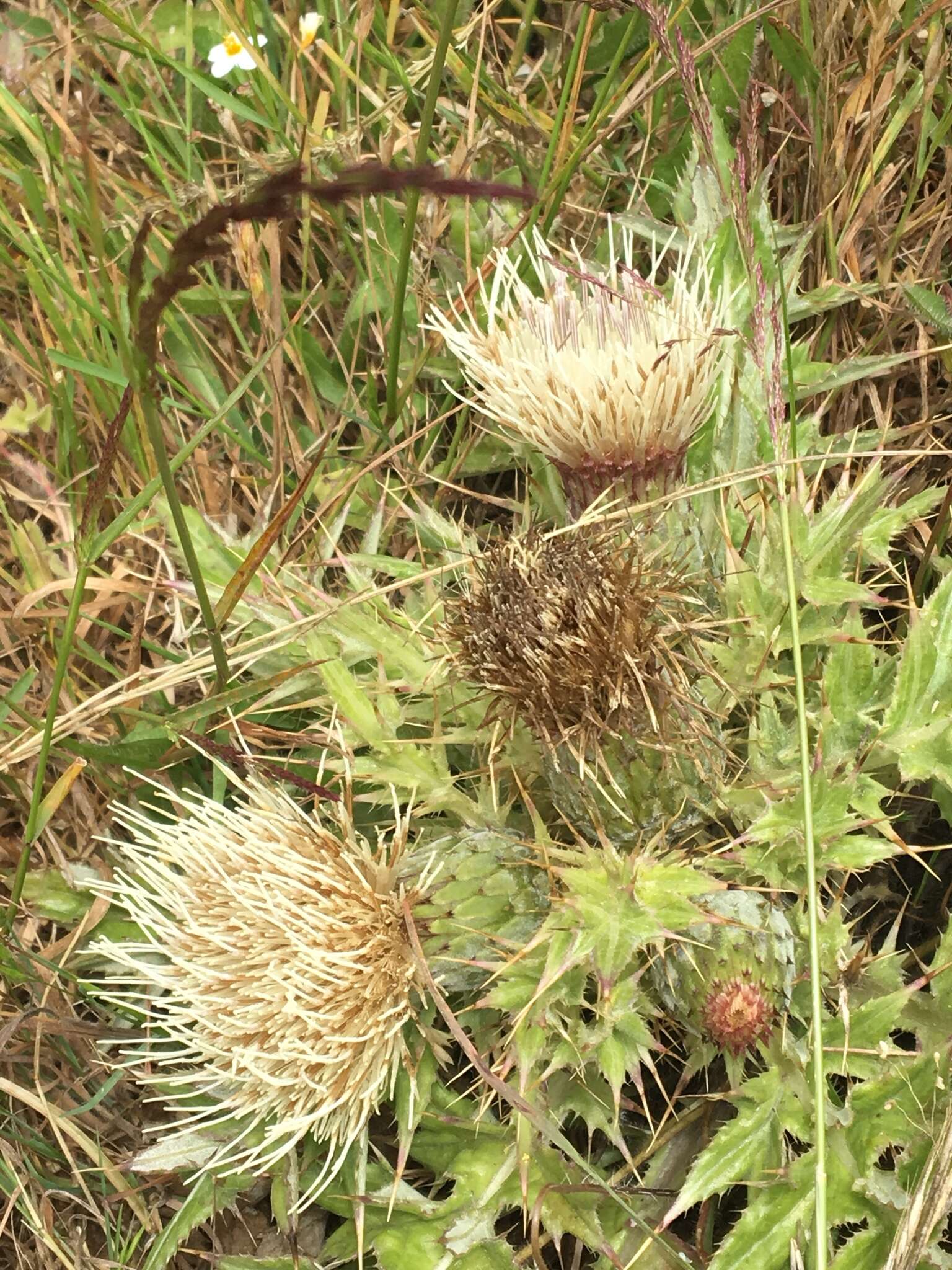 Image of Alameda County thistle