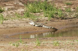 Image of West African crocodile