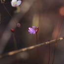 Stylidium pedunculatum R. Br. resmi