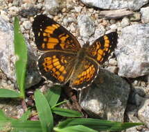 Image of Silvery Checkerspot