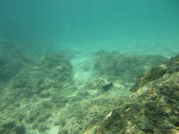 Image of Head-band Surgeonfish