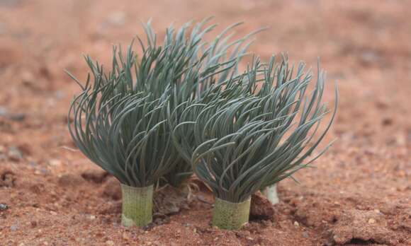 Image de Gethyllis grandiflora L. Bolus