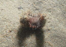 Image of Sea mouse