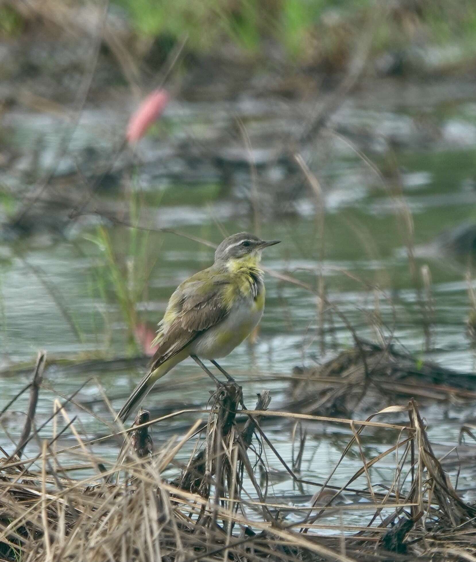 Image of Motacilla tschutschensis tschutschensis Gmelin & JF 1789