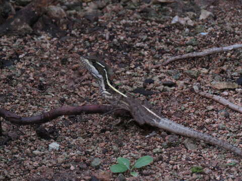 Image of Brown Basilisk