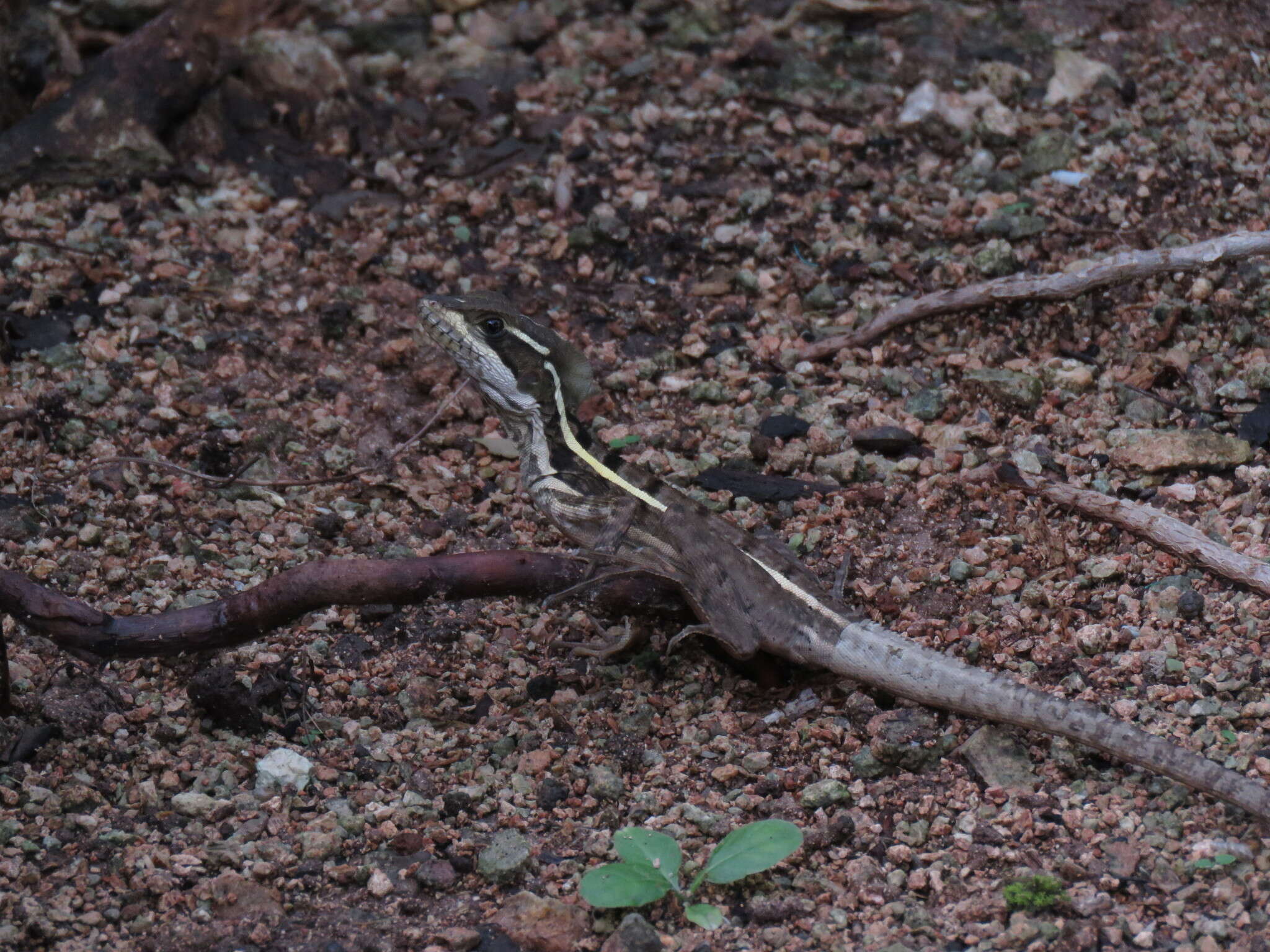 صورة Basiliscus vittatus Wiegmann 1828