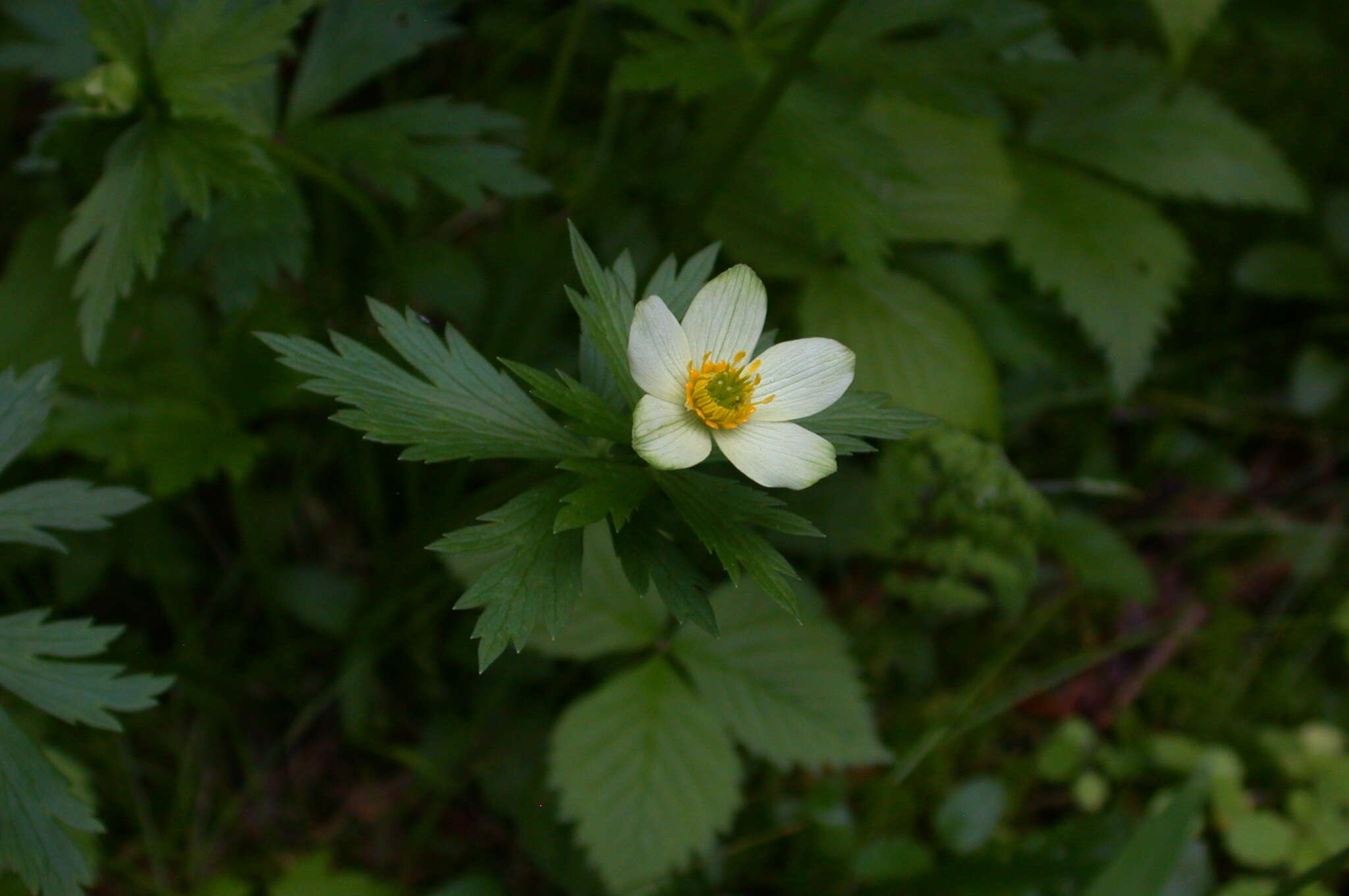 Image of American globeflower