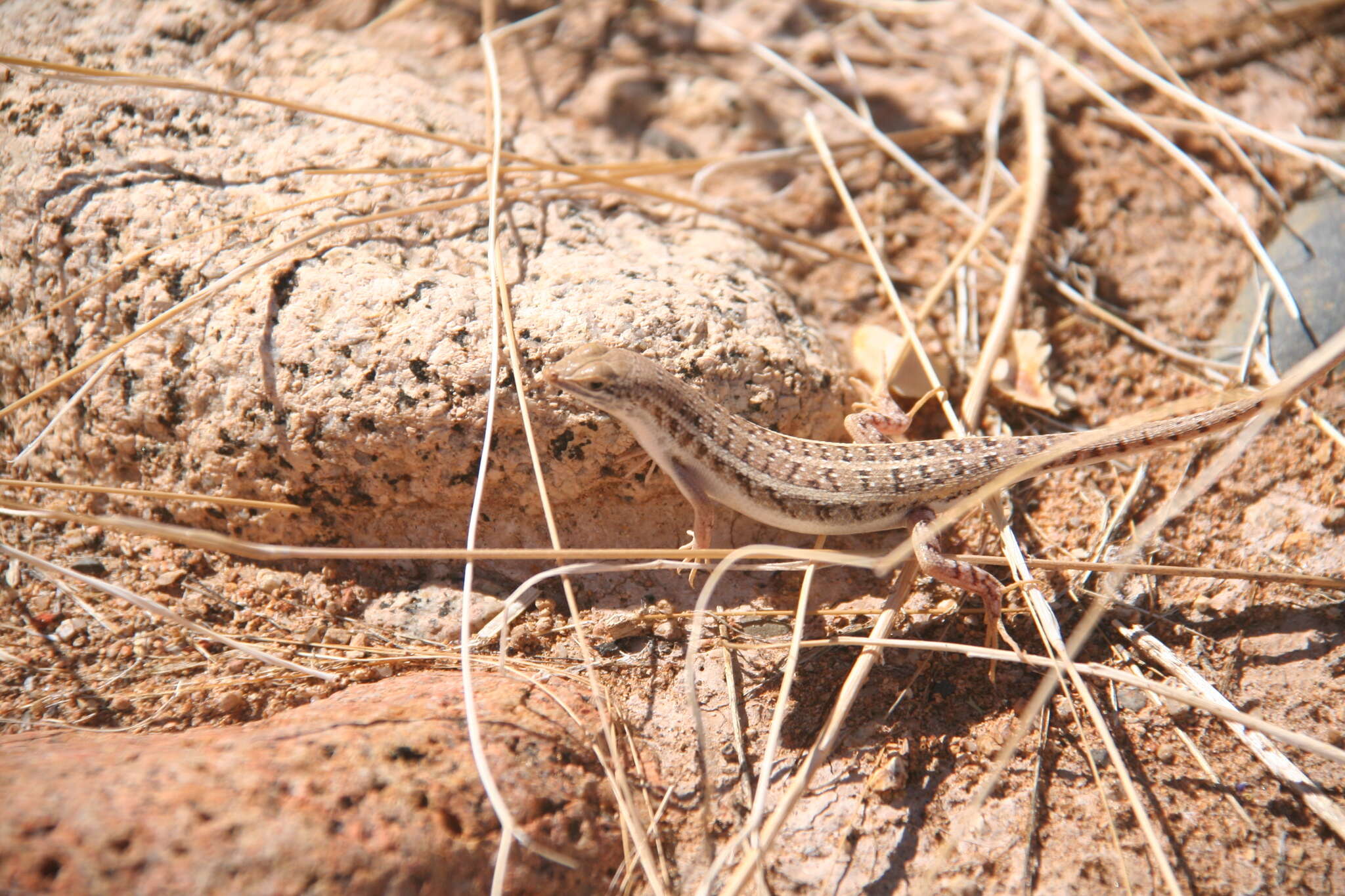 Imagem de Trachylepis acutilabris (Peters 1862)