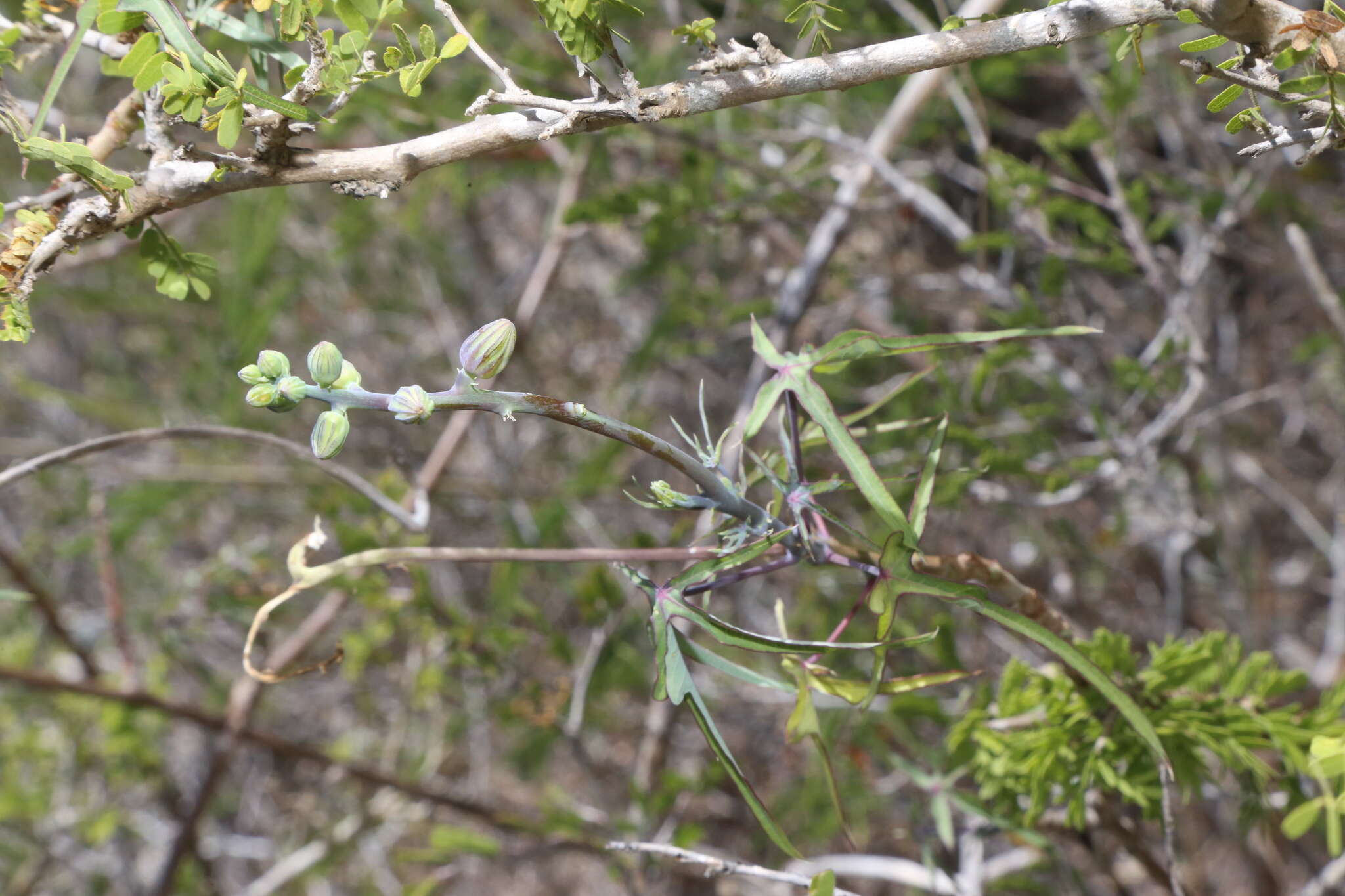 Plancia ëd Manihot subspicata D. J. Rogers & Appan