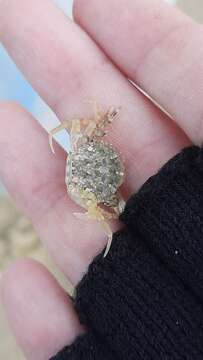 Image of arch-fronted swimming crab